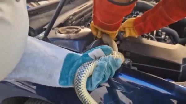 Una de las culebras encontradas