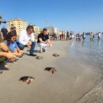 Liberacion de tortugas marinas en el Mar Menor