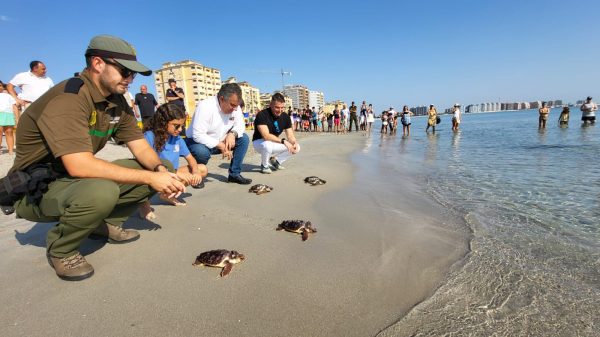 La Policía Local de San Javier colaboró en la liberación de 84 tortugas bobas en el Mar Menor 9 Liberacion de tortugas marinas en el Mar Menor