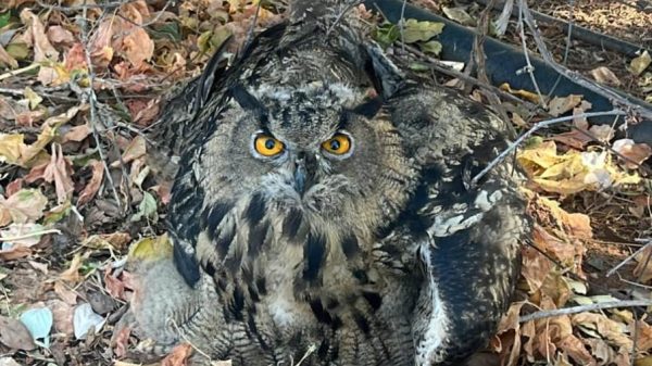 La Policía Local de La Solana rescata un búho real 9 El buho rescatado