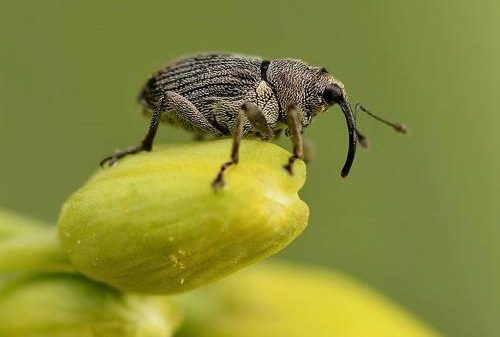Gorgojo de la colza