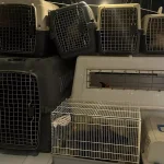 La Policía Local de Alicante interviene 27 gallos de pelea en el barrio Virgen del Carmen 4 Policia Local de Alicante