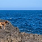 Perro en acantilado