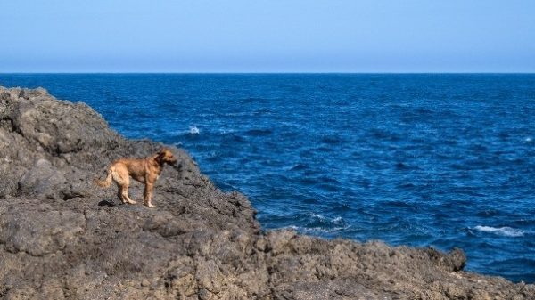 Perro en acantilado
