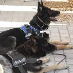 Perros Policia Local de Benidorm