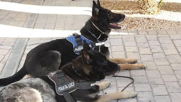 Perros Policia Local de Benidorm