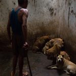 Fuente Igualdadanimalmexico