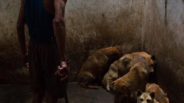 Fuente Igualdadanimalmexico