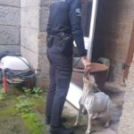 Jefe de la PL de Caldas atendiendo a la perra