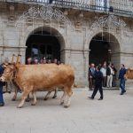 La Policía Local de Lugo investiga el incidente con una vaca durante el desfile de San Froilán 4 Lugo vacas