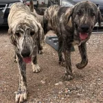 Los mastines abandonados en Najera