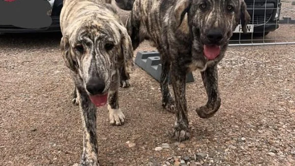 Los mastines abandonados en Najera