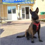 Ona se une a la Policía Local de Alcúdia 4 Ona se presenta en sociedad