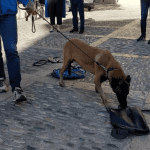 Ejercicios de la unidad canina