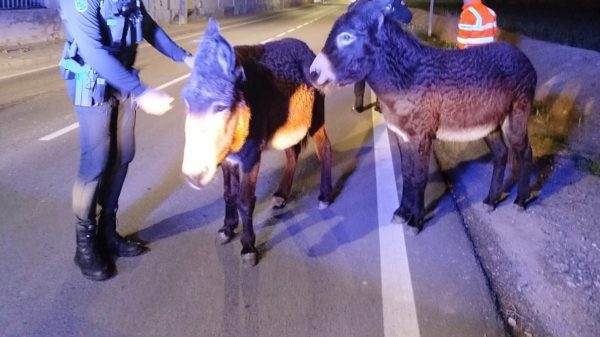 Zaragoza: dos burros pusieron la Navidad en marcha 10 Fotografia del acontecimiento