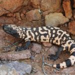 Fuente iNaturalistEc. Monstruo de Gila