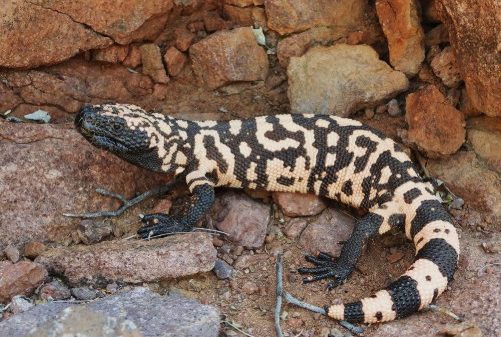 Fuente iNaturalistEc. Monstruo de Gila