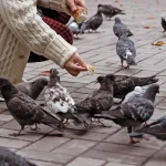 Cuando exigir el cumplimiento de la norma no basta: la actuación policial ante la discapacidad como prueba de profesionalidad 7 mujer dando de comer palomas en la calle alimentando 214093769