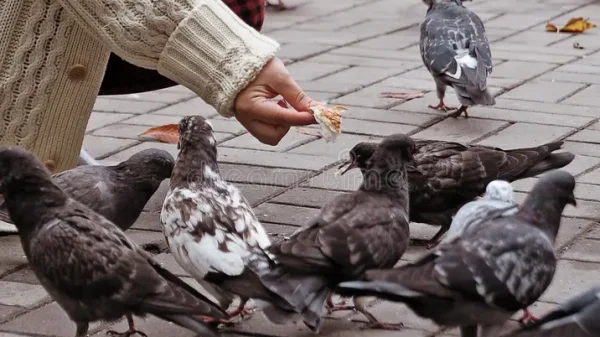 Cuando exigir el cumplimiento de la norma no basta: la actuación policial ante la discapacidad como prueba de profesionalidad 1 mujer dando de comer palomas en la calle alimentando 214093769