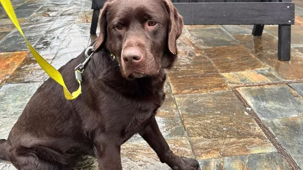 La Policía Local de Torrelavega refuerza su Unidad Canina con la incorporación de Kiara 13 Kiara la nueva componente de la Policia Local