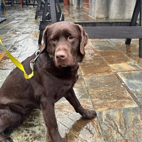 Kiara la nueva componente de la Policia Local