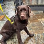 En la unidad canina PL Torrelavega