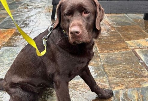 En la unidad canina PL Torrelavega