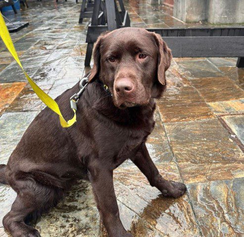 En la unidad canina PL Torrelavega