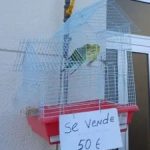 Lugo venta periquitos