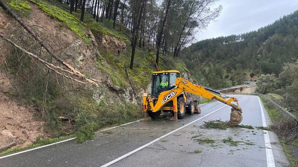 Uno de los pinos caidos